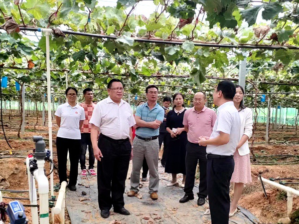调研组在田林县利周瑶族乡爱善村阳光玫瑰葡萄园实地参观.jpg