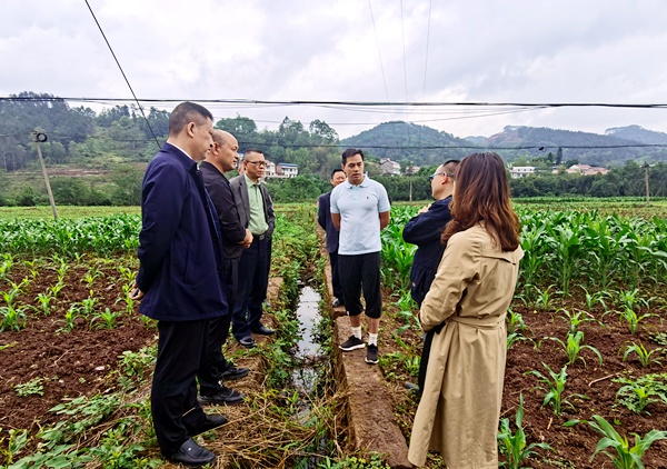 调研百里冲粮食种植基地.jpg