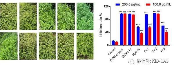 图1 蒿属植物及暗绿蒿提取物抗肝癌活性.jpg