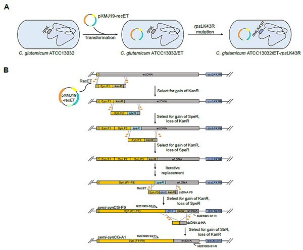 农工党华南理工大学总支主委林章凛教授课题组在ACS Synthetic Biology杂志上发表论文.jpg